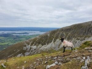 Nephin climb becomes more difficult although you may meet friends